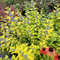 Barbula klandońska HINT OF GOLD Żółta Miododajna Wabi motyle Sadzonki C2