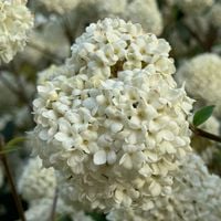 Kalina 'Eskimo' Śnieżnobiałe Pompony Pięknie Kwitnie (Viburnum) Doniczka 2L