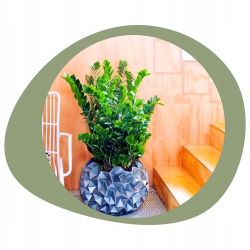 Zamiokulkas Zamiolistny ŻELAZNA ROŚLINA Zamia Ładna Duża Zdrowa na Arena.pl