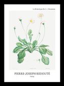 Plakat 13x18cm Design Daisy, Redoute Vintage do Salonu