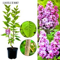 Lilak Belle de Nancy elegancka odmiana KRZEW 40-80 cm