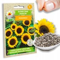 SŁONECZNIK OGRODOWY JADALNY PASKOWANY NASIONA DO WYSIEWU SŁONECZNIKA 1