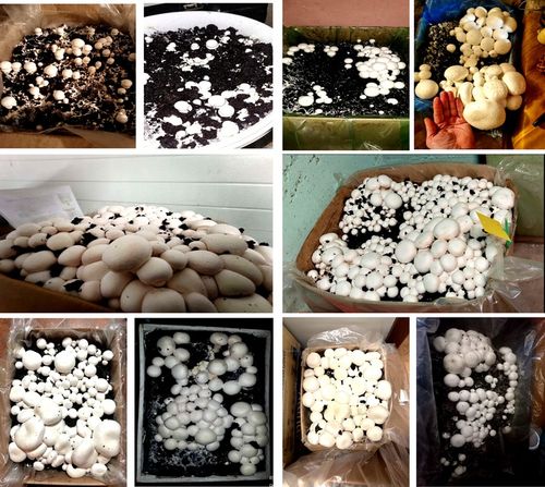 GRZYBNIA PIECZARKI BIAŁEJ BALOT PODŁOŻE 3FAZA 20KG Z BADANIAMI + na Arena.pl