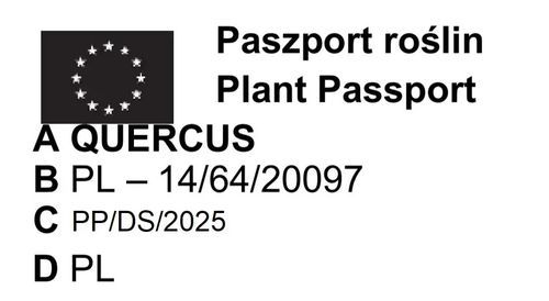 DĄB czerwony - sadzonki 50 / 70 cm na Arena.pl