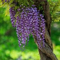 Glicynia kwiecista 'Ludwik Lawin' (Wisteria floribunda) Ludwig Doniczka 2L