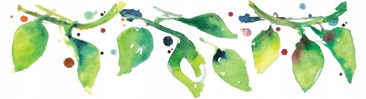 EKOLOGICZNA ASHWAGANDHA PROSZEK 1kg BATOM BIO zdjęcie 2