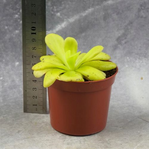 Pinguicula Tłustosz "TINA" idealny na ziemiórki, muszki owocówki itp. na Arena.pl