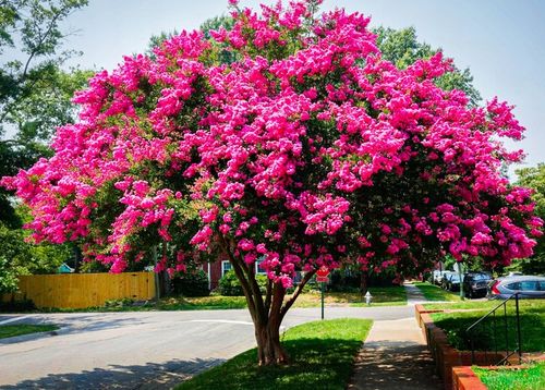 LAGERSTROEMIA INDICA NAJDŁUŻEJ KWITNĄCY KRZEW ŚWIATA PINK RÓŻOWA na Arena.pl