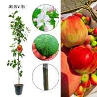 Jabłoń Witos plenne drzewko polska odmiana 180-220 cm