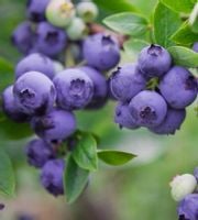 Borówka Amerykańska CHANTICLEER 2l 30-50cm Najwcześniej Owocuje