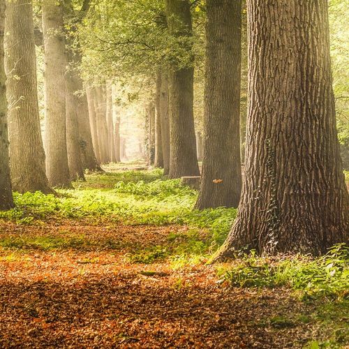 Deco Panel, Zielony las 60x40 na Arena.pl