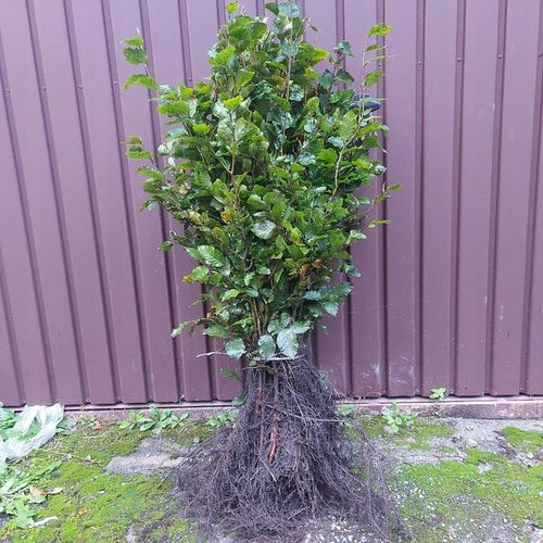 Buk pospolity sadzonki idealne do tworzenia żywopłotów 60-100 cm 100 na Arena.pl