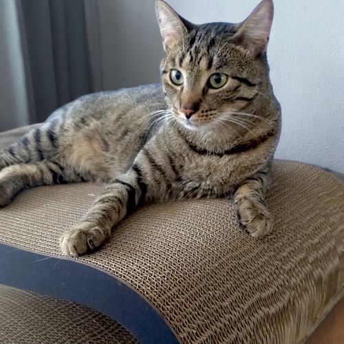 Drapak dla kota LEON | czarny 40cm |78x28x40 cm | MruuPruu na Arena.pl