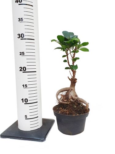 Bonsai Fikus Microcarpa  GINSENG 30 cm na Arena.pl