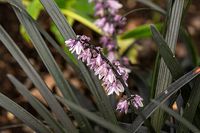 Konwalnik płaskopędowy Nigrescens - Ophiopogon planiscapus Nigrescens