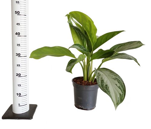 AGLAONEMA SILVER BAY 50cm na Arena.pl