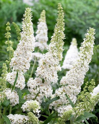 Budleja Dawida White Profusion C2 E na Arena.pl