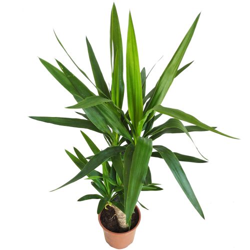 JUKA JUKKA (JUCA YUCCA)  85cm na Arena.pl