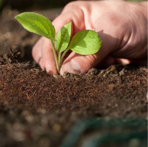 Włókno kokosowe TORF w KOSTCE podłoże 70L ziemia do wysiewu brykiet 5 na Arena.pl
