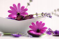 FOTOTAPETA KWIATY FIOLETOWE KWIATKI PŁATKI KWIATÓW