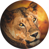 Opłatek na tort Król Lew Lwica Kot Kotek Kocur Urodziny