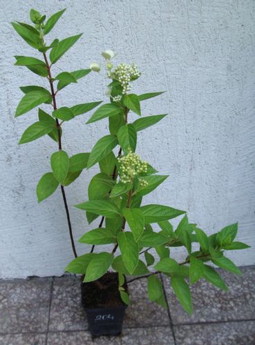 HORTENSJA BUKIETOWA Pastelgreen - sadzonki w don. na Arena.pl