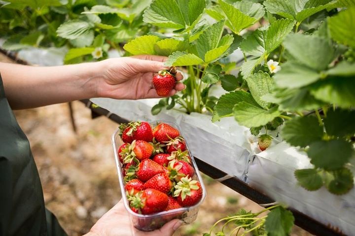 Nawóz do truskawek Florovit 3kg zdjęcie 13