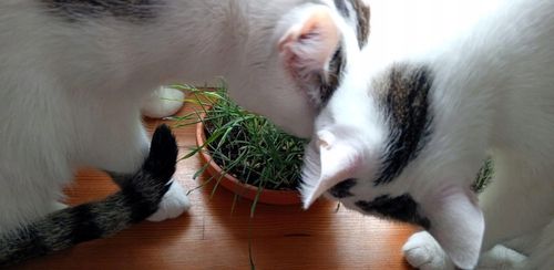 KROPLE NA KLESZCZE I PCHŁY DLA KOTA ZESTAW 6 SZTUK DAWEK PRZECIW KLESZCZOM na Arena.pl