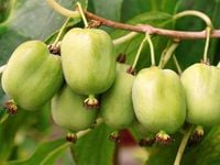 MINI KIWI Aktinidia ISSAI SAMOPYLNE obupłciowa sadzonka SMACZNE owoce