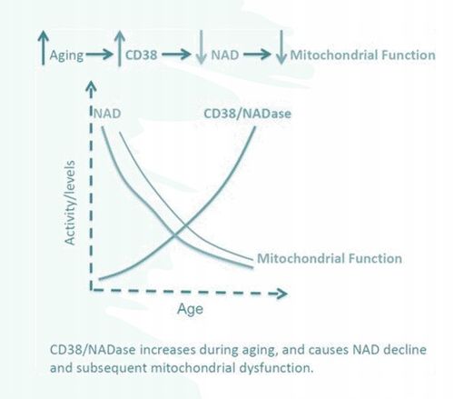 Apigenina Apigenin APIAGE (r) Eternalis z grejpfruta czerwonego 15g proszek na Arena.pl