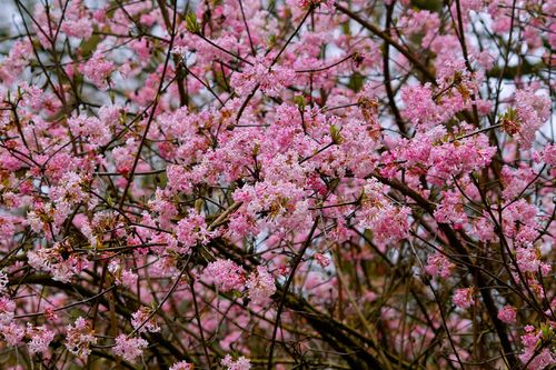 Kalina bodnantska 'Dawn' Różowa 80-110cm (Viburnum bodnantense) Poj. 3.0L na Arena.pl