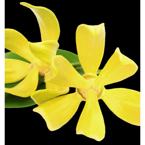 Yodeyma L’eau De Berlue Woda Perfumowana Dla Kobiet 100ml na Arena.pl