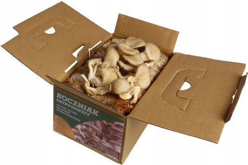 Boczniak uprawa w Domu BALOT grzybnia Boczniaka na Arena.pl