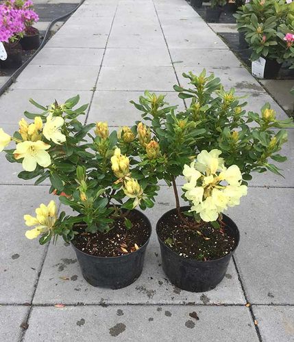 Różanecznik Goldkrone C3 E na Arena.pl