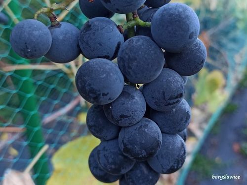 Winorośl 'Fredonia' (Vitis) w doniczkach P9, wysokość 50-70 cm na Arena.pl