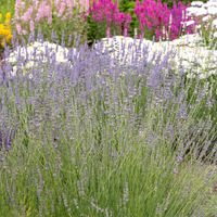 Lawenda wąskolistna DWARF SILVER Mrozoodporna Sadzonki w doniczkach 1L