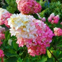 Hortensja bukietowa 'Sundae Fraise' (Hydrangea paniculata) Doniczka 2.0L