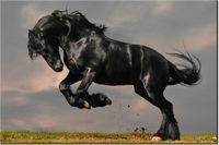 120CM 80CM OBRAZ ŚCIENNY OGIER FRYZYJSKI