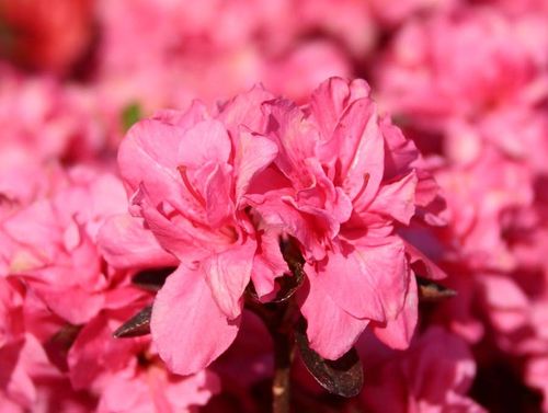 Azalia japońska Rokoko C2 E na Arena.pl