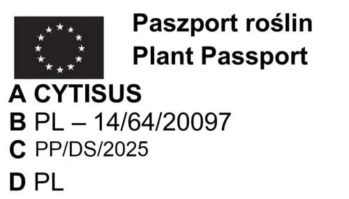 ŻARNOWIEC - sadzonki 30 / 50 cm na Arena.pl