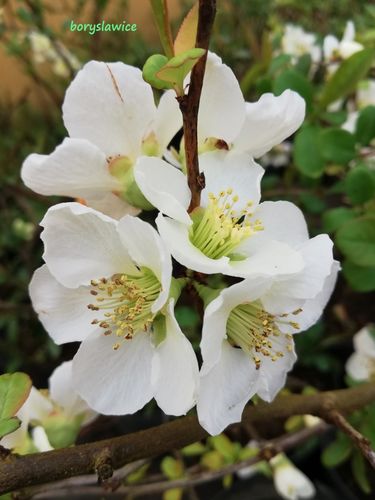 Pigwowiec okazały 'Nivalis' (Chaenomeles) w C2, wysokość 50-70 cm na Arena.pl