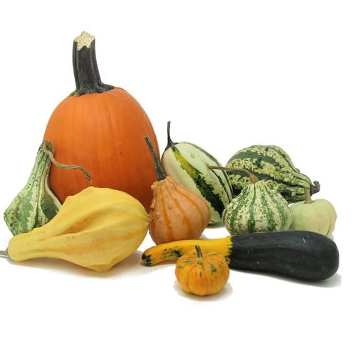 DYNIA OZDOBNA LITTLE INDIAN MIX 2G NASIONA MIX KOLORÓW I KSZTAŁTÓW DYNI na Arena.pl