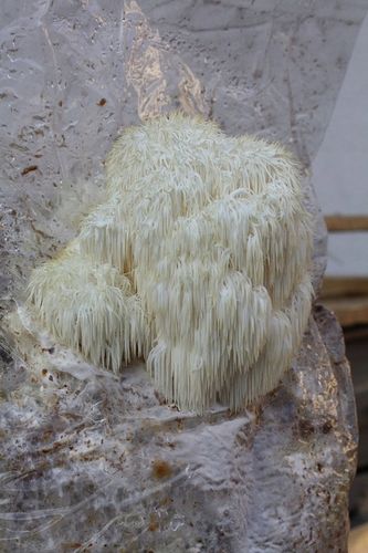 Soplówka Jeżowata MUSHROOMS GROW KIT grzybnia na Arena.pl