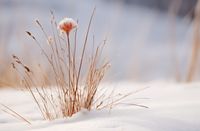 Plakat 91,5x60cm Zima w Detalach