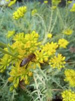 Rozchodnik ościsty - Sedum reflexum