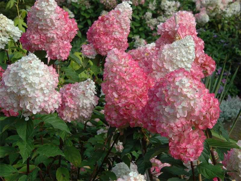 Hortensja Dwukolorowa VANILLE FRAISE Najładniejsza 5 SZT zdjęcie 1