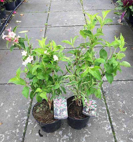 Krzewuszka Nana Variegata C2 E na Arena.pl