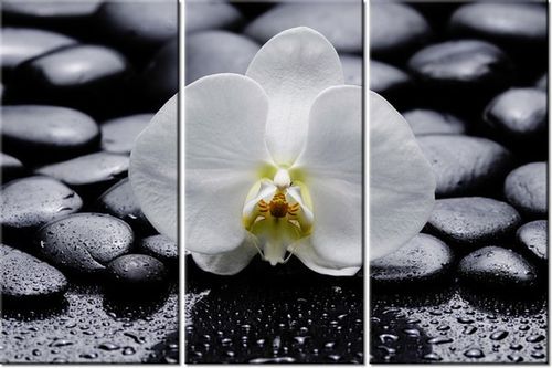 60 90CM OBRAZ 3 ELEM BIAŁY STORCZYK DRUK PŁÓTNO RAMA na Arena.pl