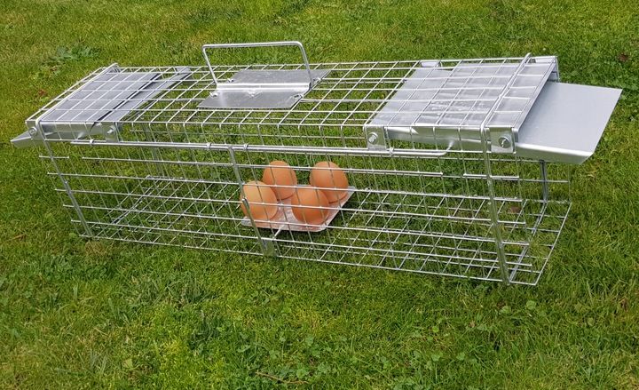 żywołapka pułapka na szczury gryzonie szczurołapka zdjęcie 2