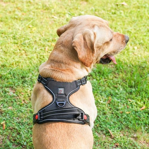 SZELKI BEZUCISKOWE dla dużego psa typu GUARD ELITE XL dla owczarka czar na Arena.pl